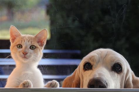 Kedi ve köpek resmi
